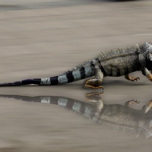 ANG_5355 iguana Cienaga